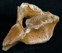 Woolly Rhinoceros Vertebra Bone - Late Pleistocene #3446-3